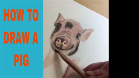 How To Draw A Realistic Pig Step By Step