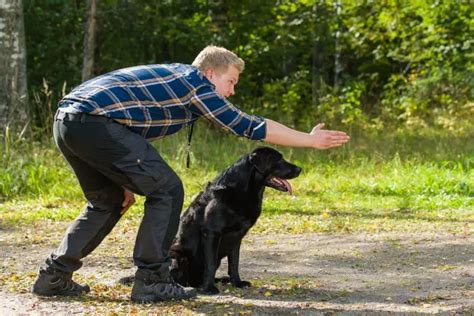 The world of big dogs breeds - Proto Animal