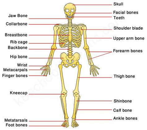 the bones and their major skeletal systems are labeled in this diagram, you can see what they