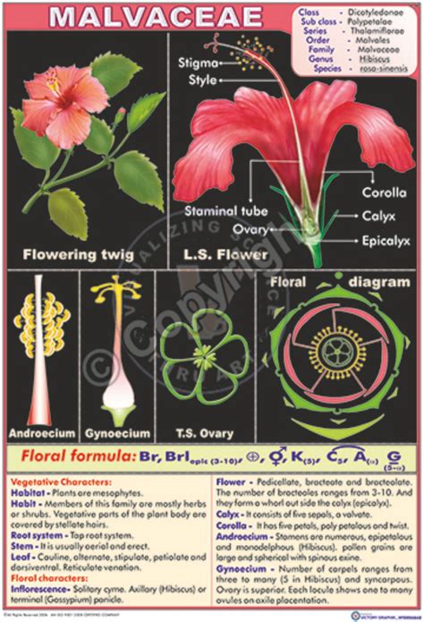 Victory Graphik | B-48 Malvaceae (Hibiscus Rosa – Sinensis)