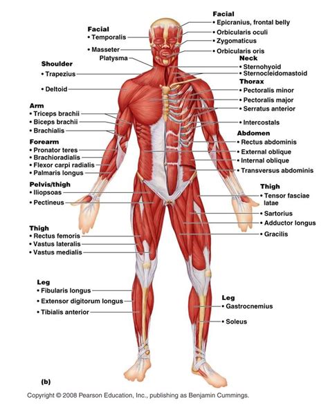 musculoskeletal - Google Search | Human muscular system, Human body muscles, Human muscle anatomy