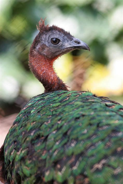 Female head (congo peafowl) | Peafowl, Vulnerable species, Peacock