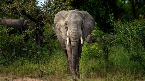 Africa’s Elephants Now Endangered by Poaching, Habitat Loss – NBC 7 San Diego