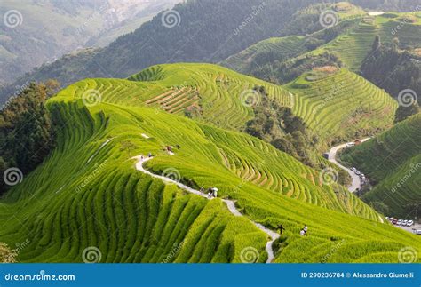 Rice paddies in China stock photo. Image of ping, nature - 290236784