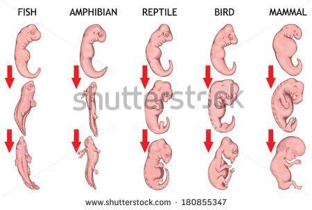 Gorilla Embryo