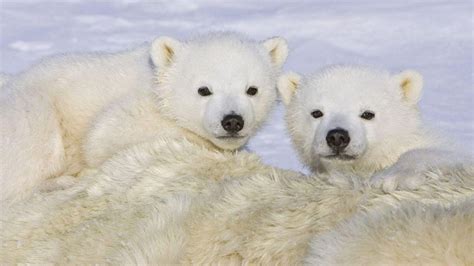 2 Cute Polar Bear Cubs HD desktop wallpaper : Widescreen : High Definition : Fullscreen