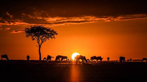 Sunrise in the Maasai Mara (Illustration) - World History Encyclopedia