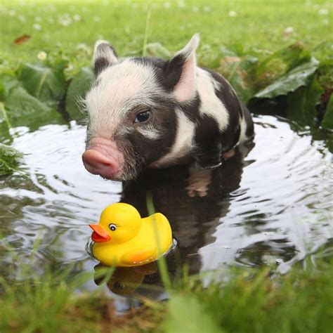 12 Adorable Photos Of Teacup Pigs