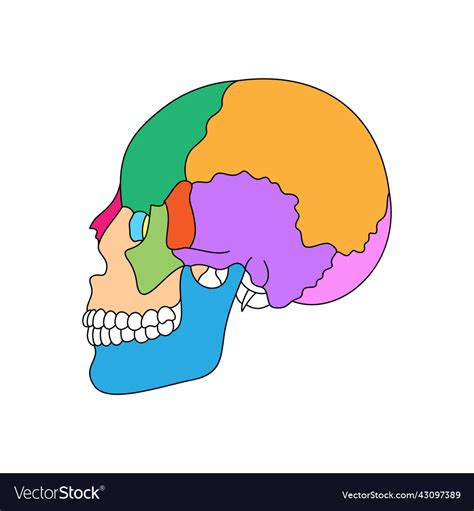 Human skull bones anatomy colored cranial parts Vector Image