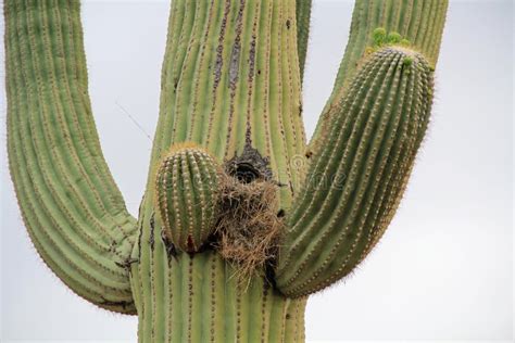 Bird Nest In A Saguaro Cactus Against White Sky Stock Photo - Image of cactus, area: 101211424