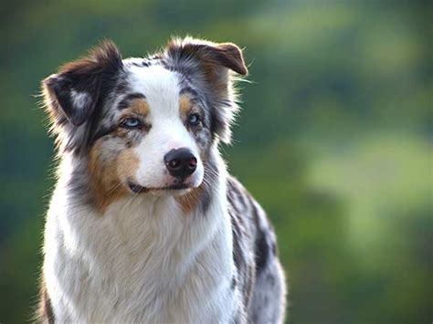 Four Key Dog Training Tips to Help You Lead Your Australian Shepherd