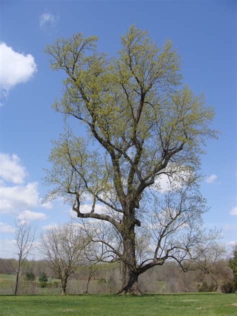 File:Poplar Tree.JPG - Wikimedia Commons