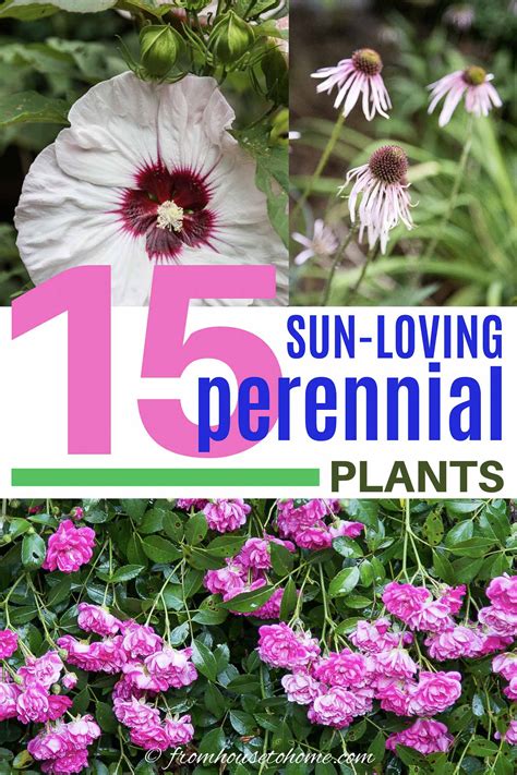 Full Sun Perennials: 17 Low Maintenance Plants That Thrive In Sun - Gardener's Oasis