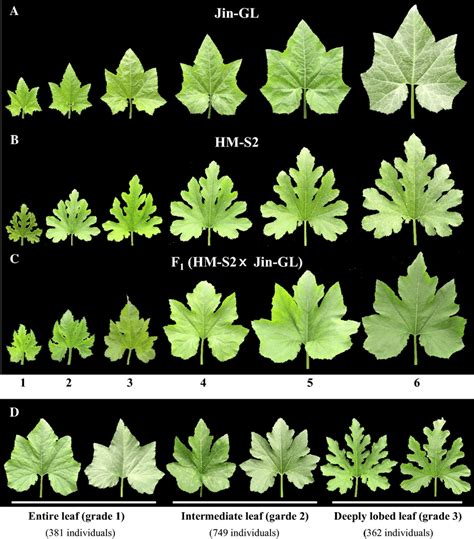 Phenotypes of leaf shapes in Jin-GL (entire leaf) (a), HM-S2 (deeply... | Download Scientific ...