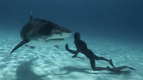 Stunning Video Shows Freedivers Swimming With Tiger Sharks