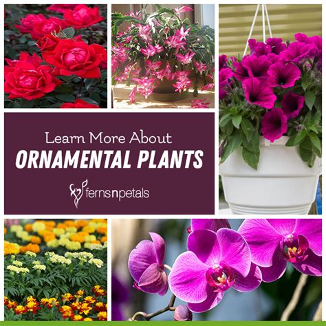 Learn More About Ornamental Plants