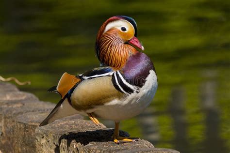 Mandarin Duck Male Aix Galericulata Bird in Full Breeding Plumage Stock Photo - Image of perched ...