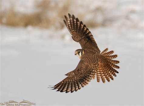 Female American Kestrel in flight – On The Wing Photography