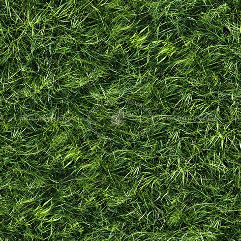 Green grass texture seamless 13045