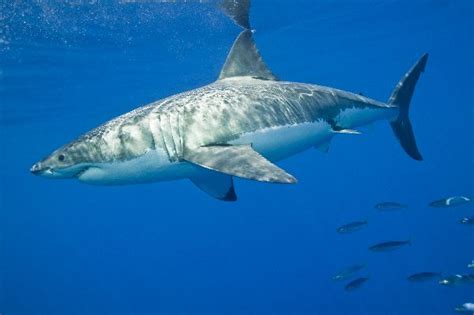 Great White Shark In The Pacific Ocean - Shark Facts and Information