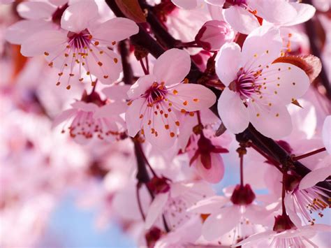 Pink cherry blossoms wallpaper | 1600x1200 | #31352