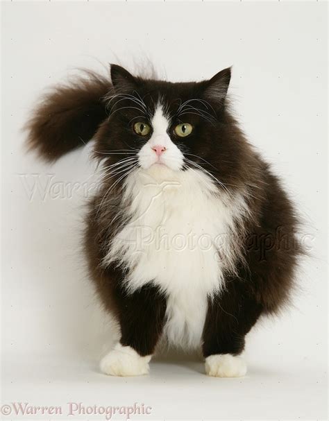 Fat black-and-white cat photo WP26678