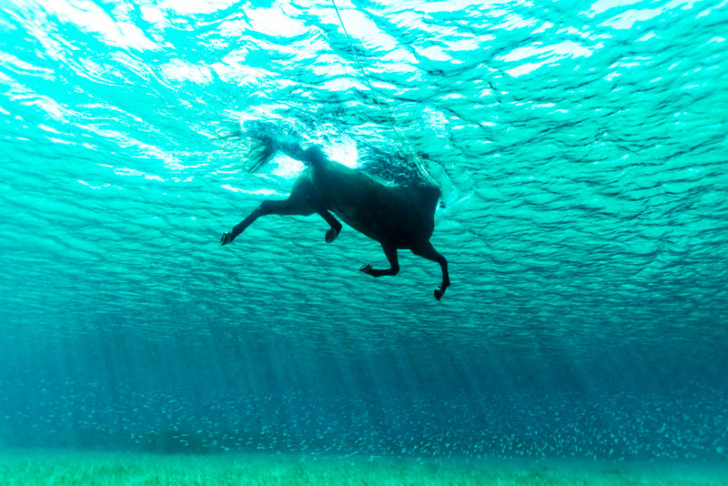 sea horse swimming underwater photo Picture of the Day: Sea Horse