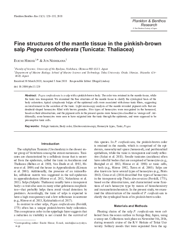 First page of “Fine structures of the mantle tissue in the pinkish-brown salp <i>Pegea confoederata</i> (Tunicata: Thaliacea)”