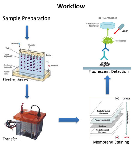 🔥 western blot funktionsweise, western blot anleitung – Domykinsdy