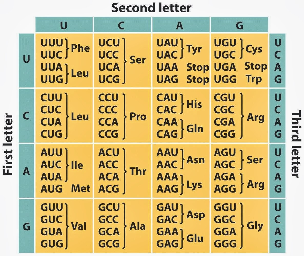 Lista 104+ Foto Tabla De Codigo Genetico En Español Cena Hermosa
