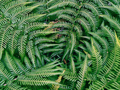 HOW TO GROW TREE FERNS |The Garden of Eaden