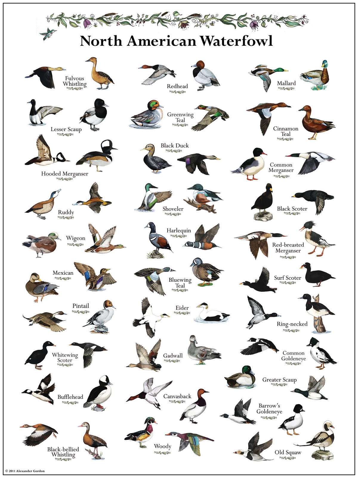 Identifying Duck Breeds