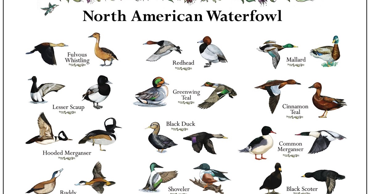 North American Duck Identification Chart