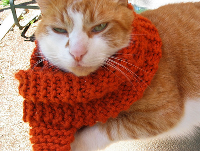 Catsparella: 51 Cats Wearing Cozy Winter Scarves