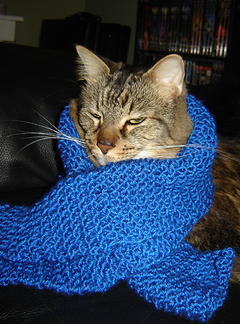 Catsparella: 51 Cats Wearing Cozy Winter Scarves