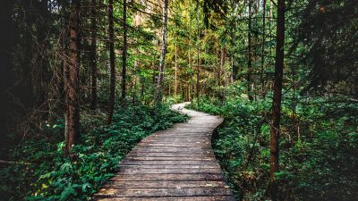 Forest, Pathway, Wooden path, Forest trail, Wilderness, Forest exploration, Nature trail, Enchanted Forest, 5K