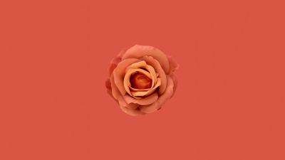 Orange flower, Orange Rose, Orange background, Orange aesthetic, 5K, 8K