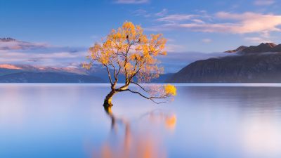 Lake Wanaka, New Zealand, Glacier lake, Lone tree, HONOR Magic Vs, Stock