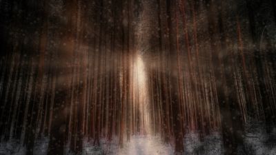 Winter forest, Sunlight, Snowfall, 5K