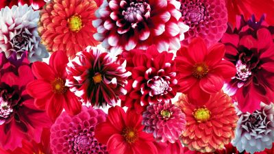 Dahlia flowers, Red flowers, Floral Background, Blossom