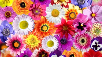 Daisy flowers, Floral Background, Colorful flowers, Spring flowers, Blossom