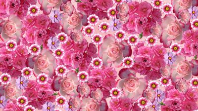 Rose flowers, Pink flowers, Rhodanthe, Daisy flowers, Floral Background