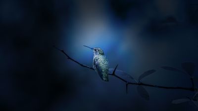 Hummingbird, Branch, Bokeh, Blue