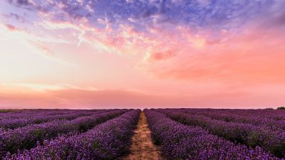 Lavender farm, Pink sky, Evening, 5K