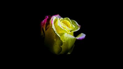 Rose flower, AMOLED, 5K, 8K, Black background