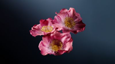 Poppy flowers, Pink flowers, Dark background, Poppies