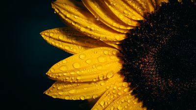 Sunflower, Black background, Rain droplets, Yellow