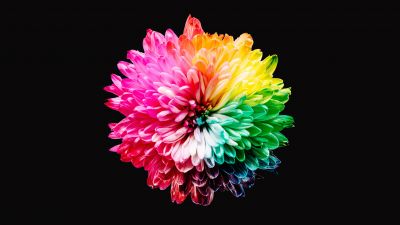 Colorful flowers, Multicolor, Black background, 5K