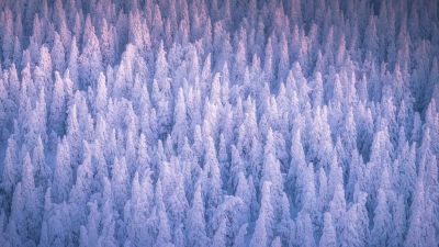 Snow covered, Winter forest, Cold, Frozen trees, 5K, Russia