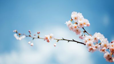 Sakura, Cherry blossom, Spring flowers, Bloom, Hanami, Bokeh Background, Macro